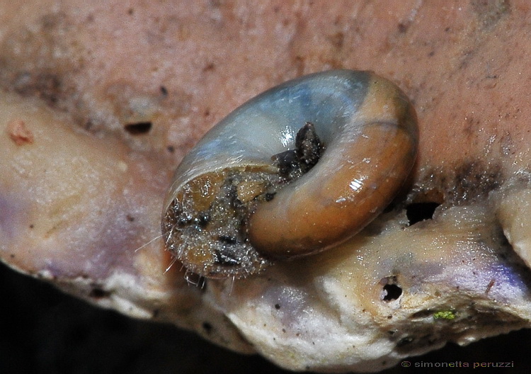 Gasteropoda piccolo e peloso